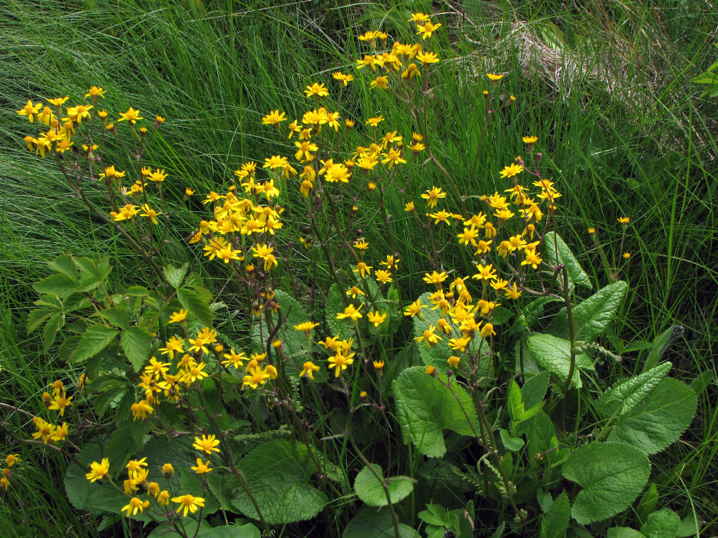 Golden Ragwort   100 Seeds   Golden Groundsel   Senecio aureus