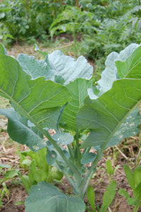 Romanesco Broccoli  20 Seeds  Brassica oleracea