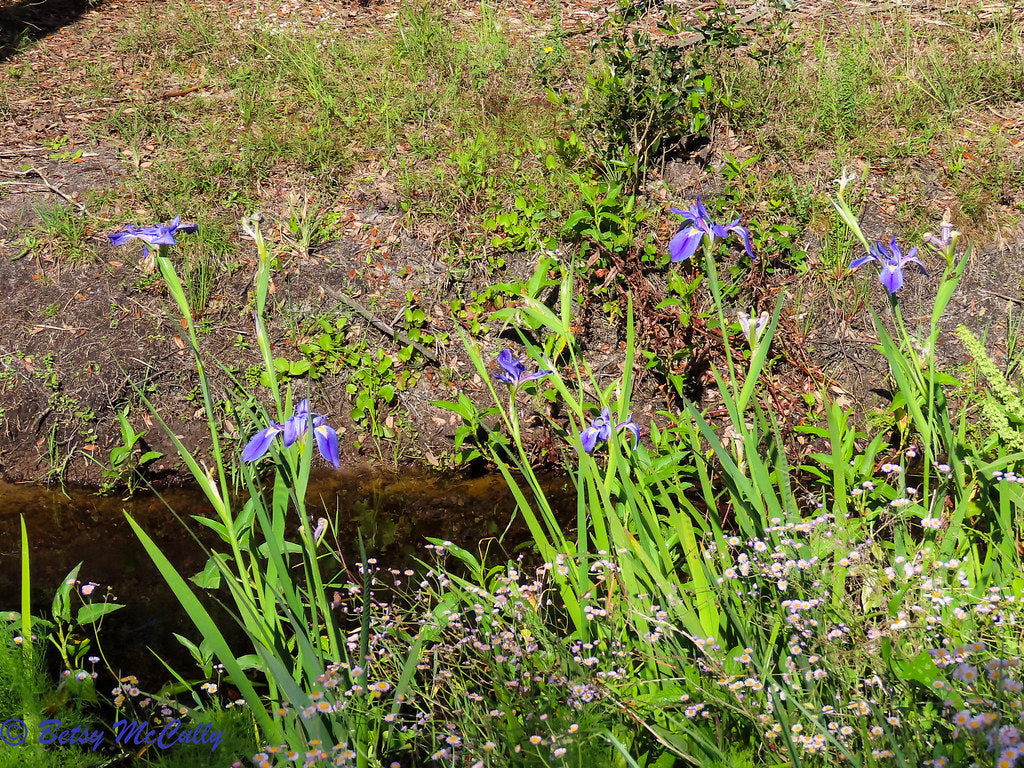 Savanna Iris Native Wildflower 10 Seeds Iris savannarum