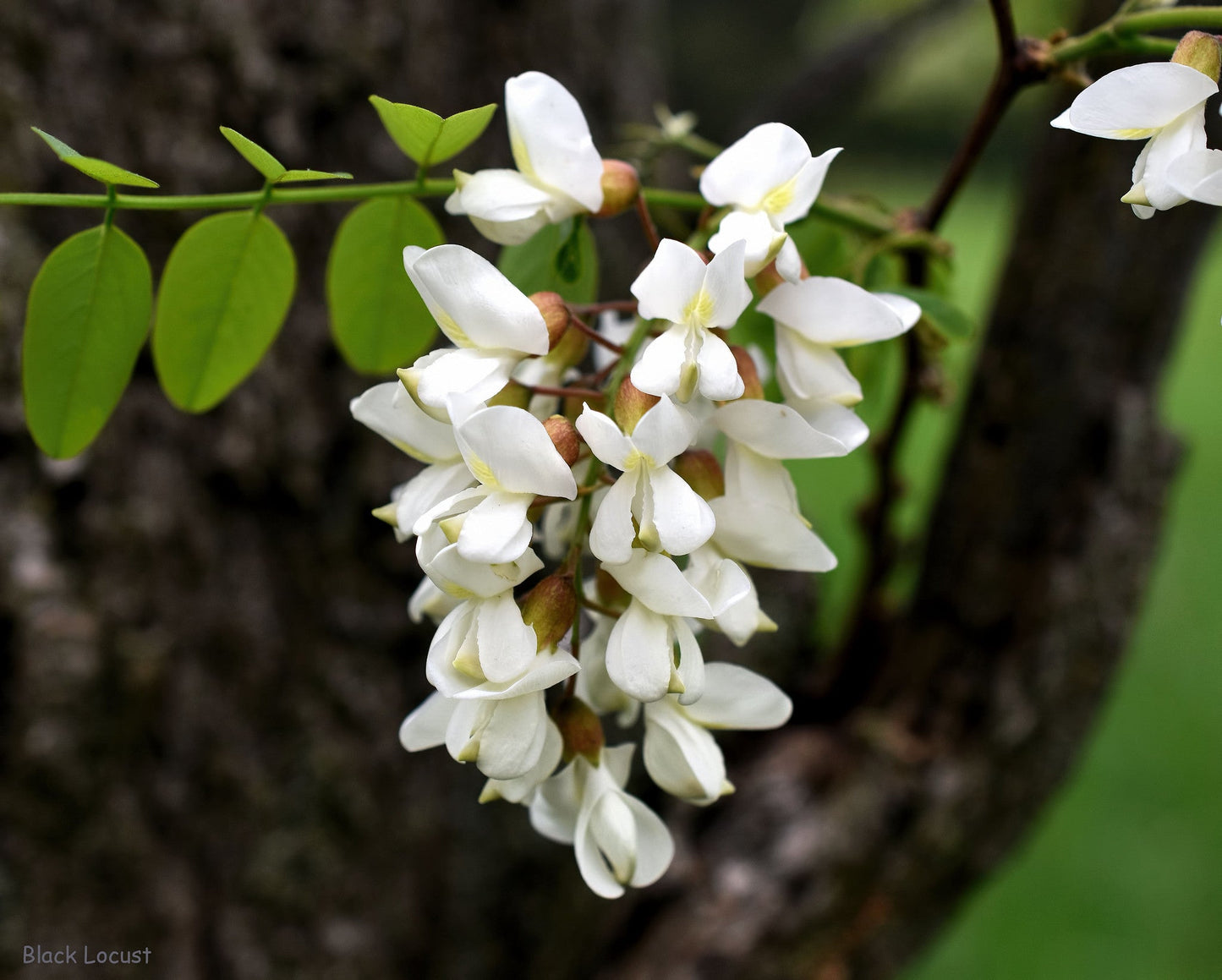 Black Locust  100 Seeds  False Acacia Robinia Pseudoacacia  USA Company