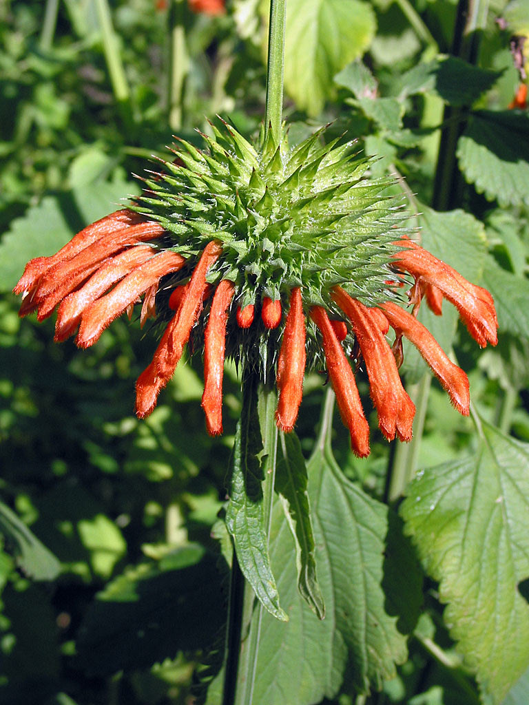 Lion's Ear   200 Seeds   Leonotis nepetifolia