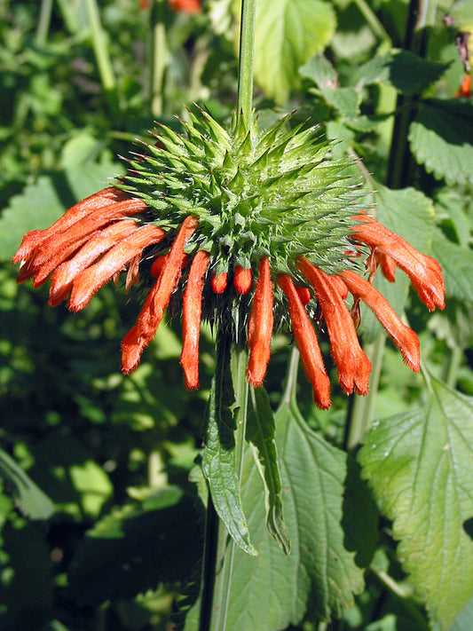 Lion's Ear   200 Seeds   Leonotis nepetifolia