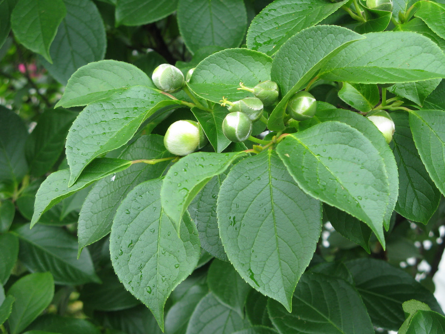 Japanese Stewartia Stewartia pseudocamellia 10 Seeds  USA Company