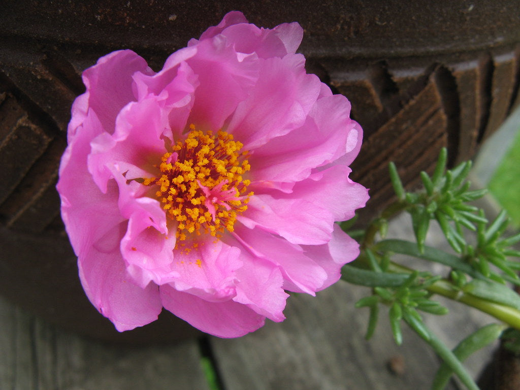 Pink Moss Rose  100 Seeds  Portulaca grandiflora