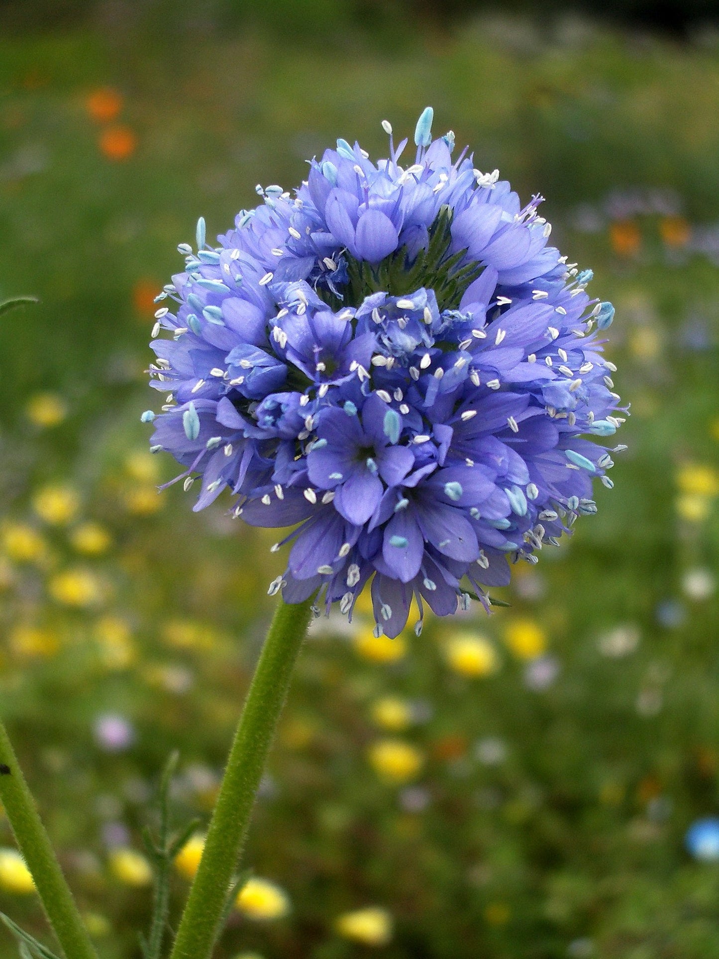 Globe Gilia Gilia capitata 100 Seeds  USA Company