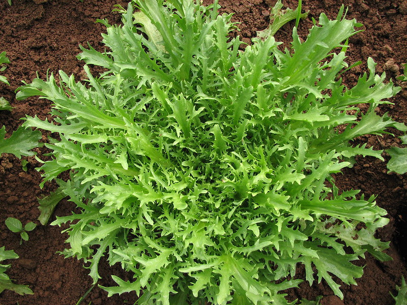 Endive   100 Seeds   Cichorium intybus