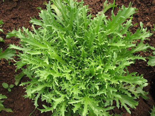 Endive   100 Seeds   Cichorium intybus