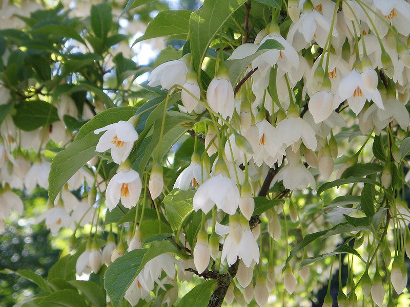 Japanese Snowbell  Styrax japonicus  10 Seeds  USA Company