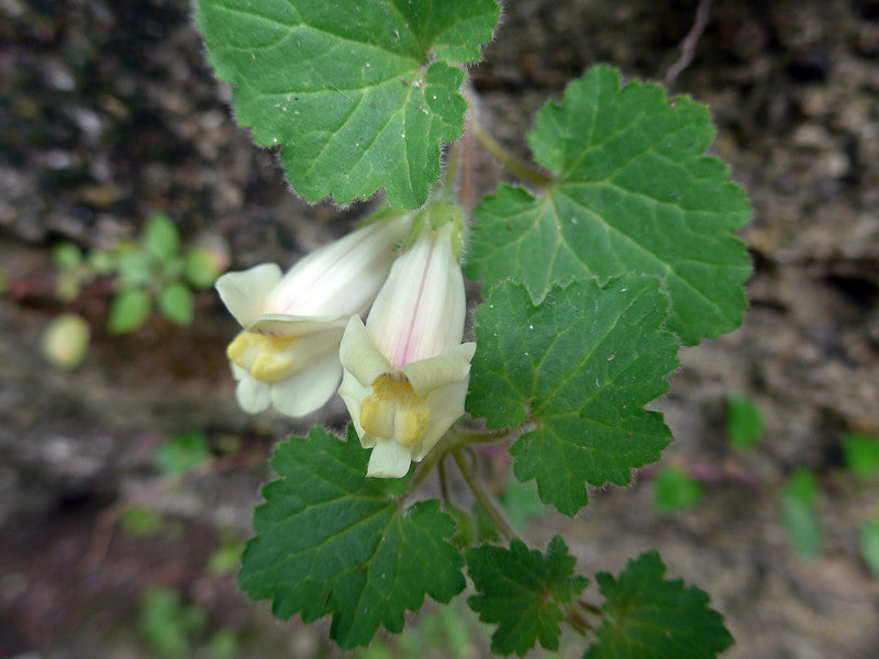 Creeping Snapdragon  100 Seeds  Asarina procumbens