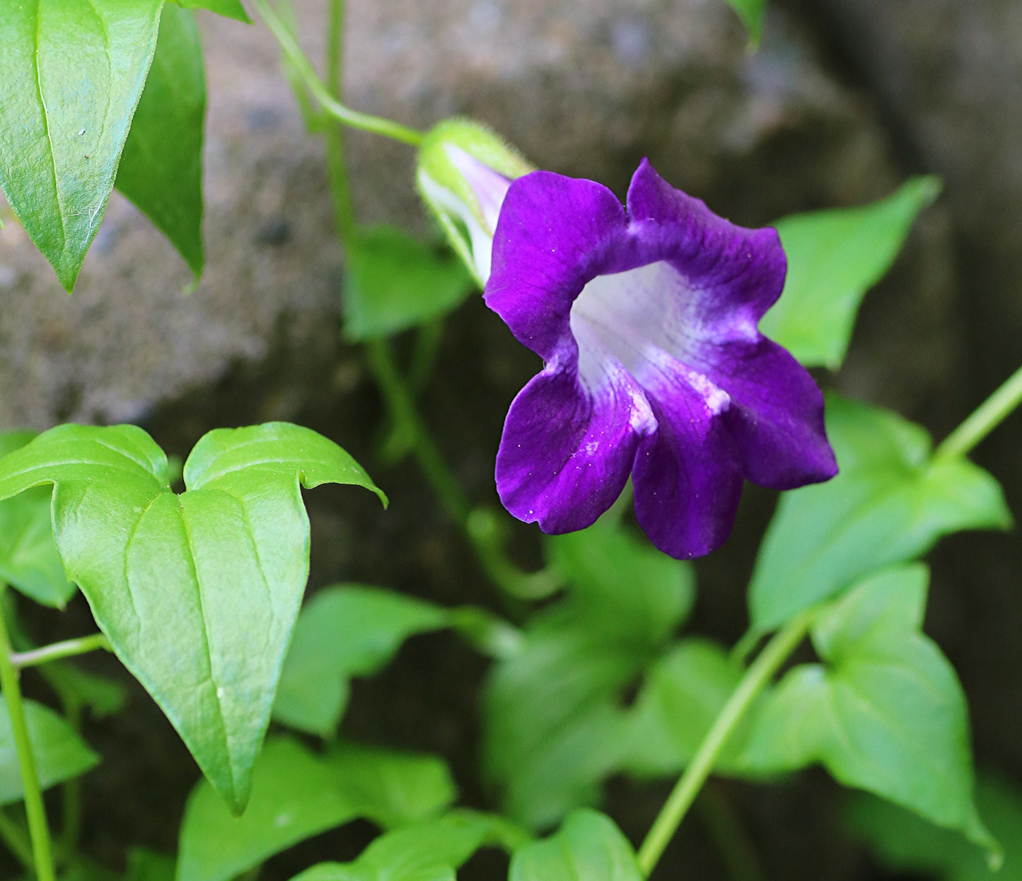 Climbing Snapdragon  100 Seeds  Asarina scandens