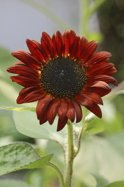 Velvet Queen Sunflower  100 Seeds  Helianthus annuus