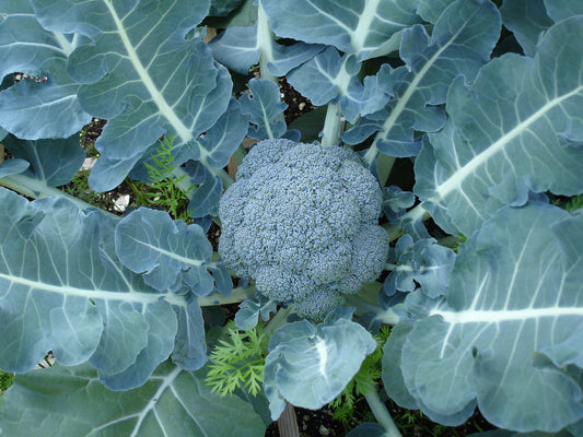 Broccoli  100 Seeds  Brassica oleracea