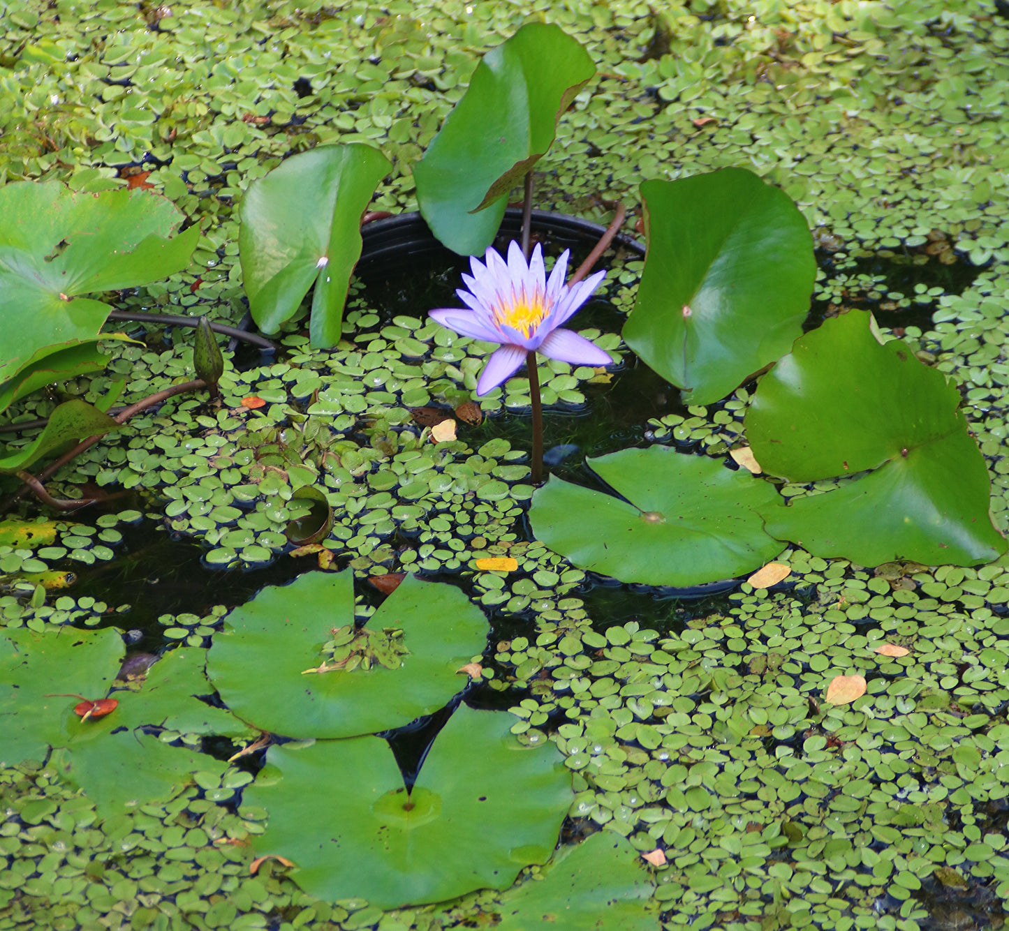 Blue Water Lily Nymphaea nouchali 10 Seeds