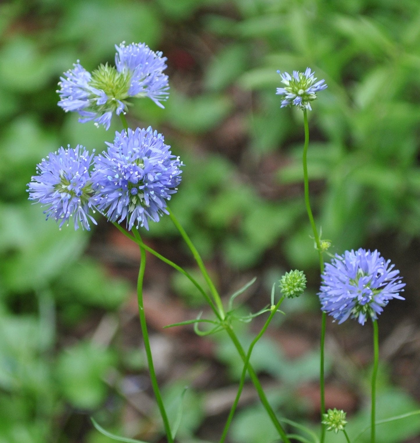 Globe Gilia Gilia capitata 100 Seeds  USA Company