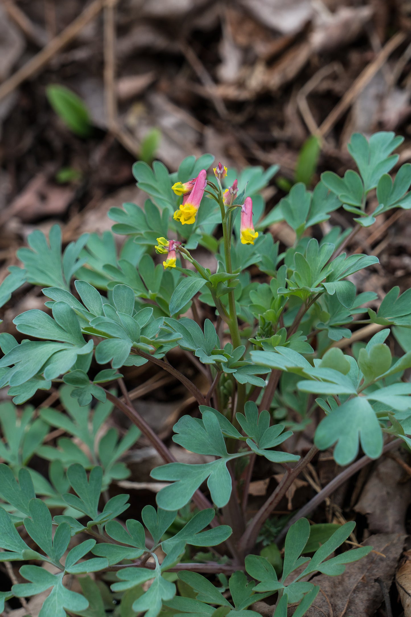 Pale Corydalis Harlequin Vine Corydalis sempervirens 500 Seeds  USA Company