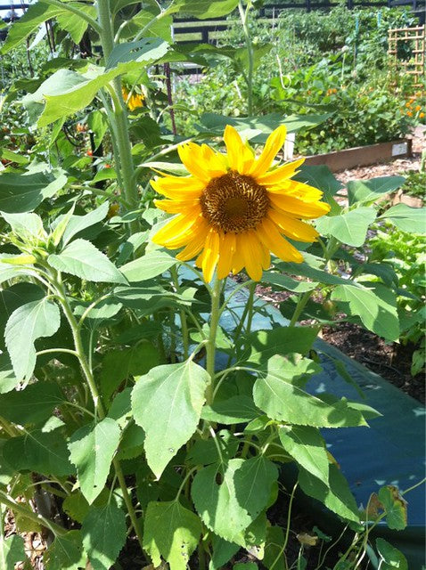 Dwarf Sunflower  100 Seeds  Helianthus annuus