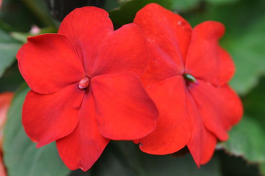 Red Impatiens  100 Seeds  Impatiens walleriana