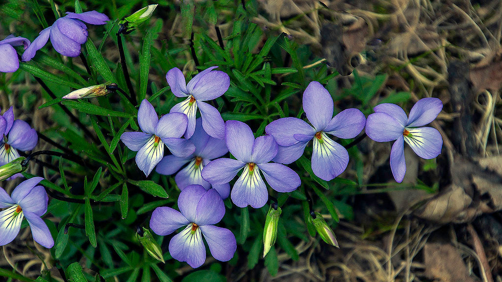 Bird's Foot Violet   25 Seeds    Viola pedata