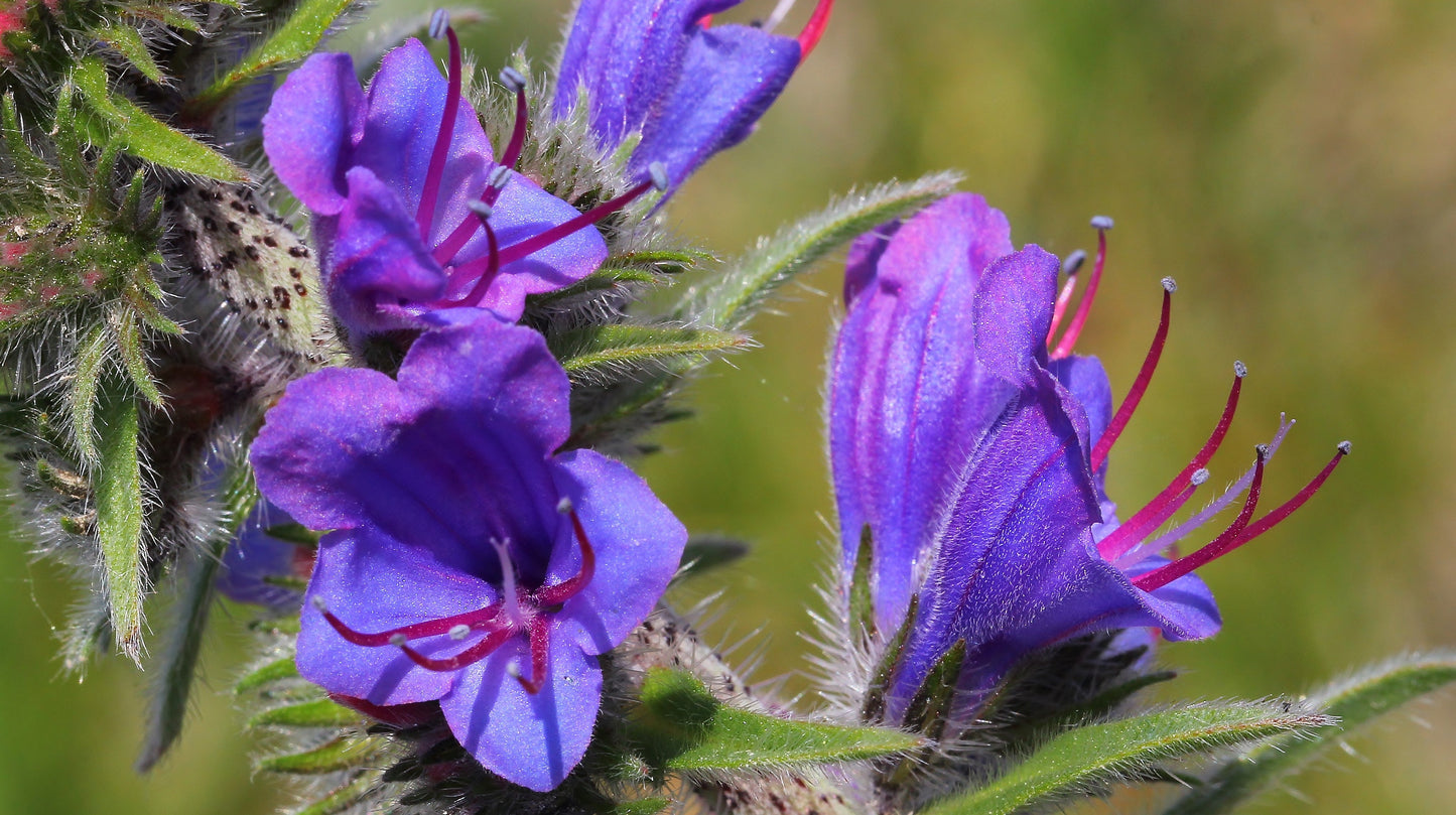 Viper's Bugloss Echium vulgare 100 Seeds  USA Company