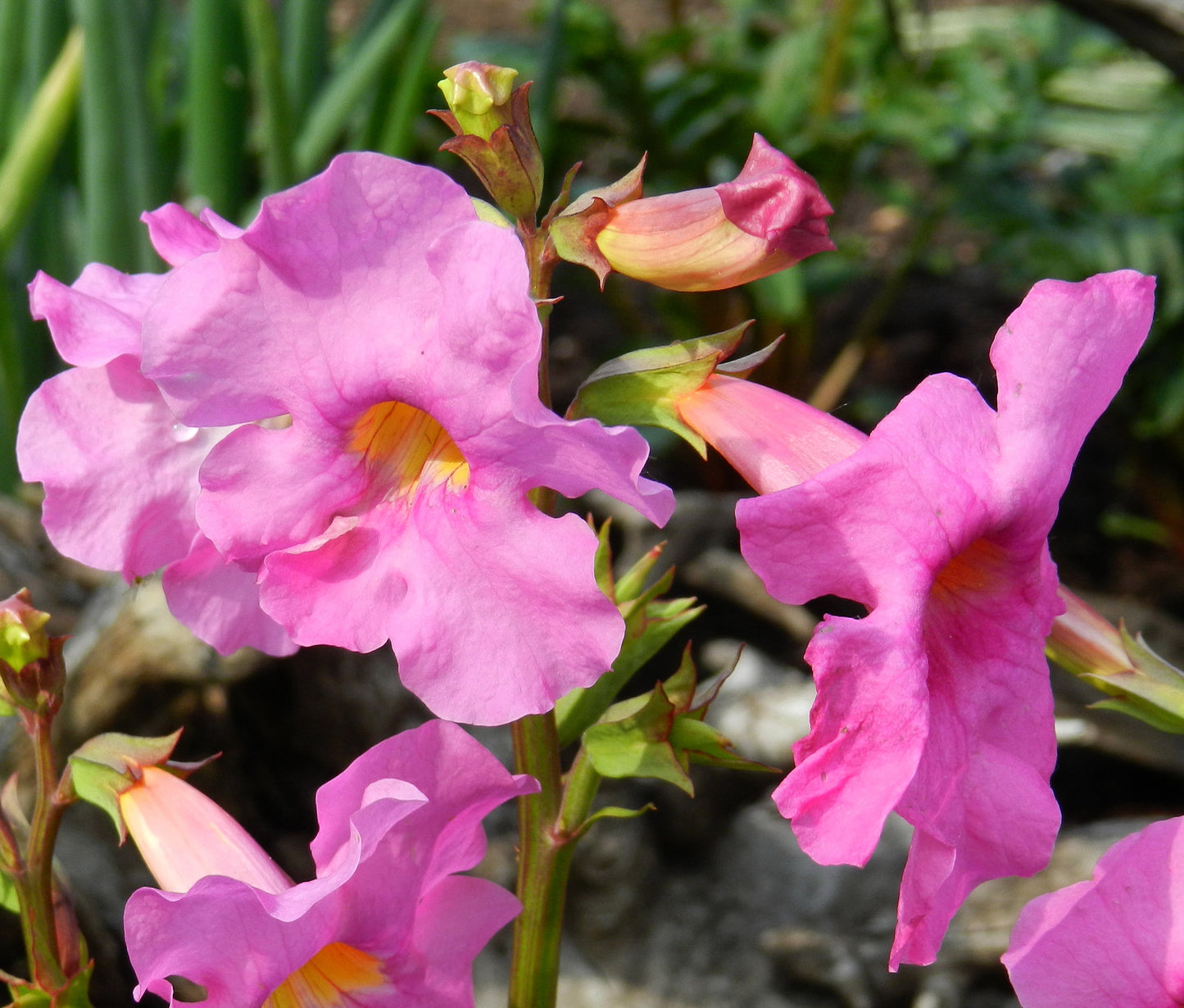 Dwarf Hardy Gloxinia  25 Seeds  Incarvillea Mairei
