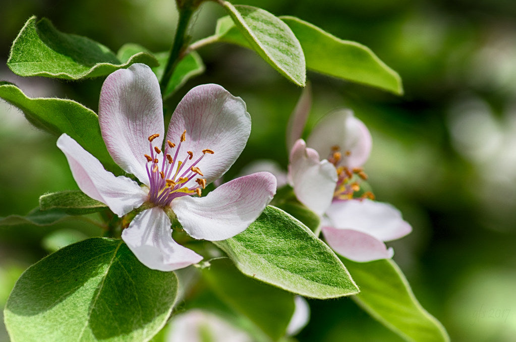 Quince  Chaenomeles oblonga  50 Seeds  USA Company