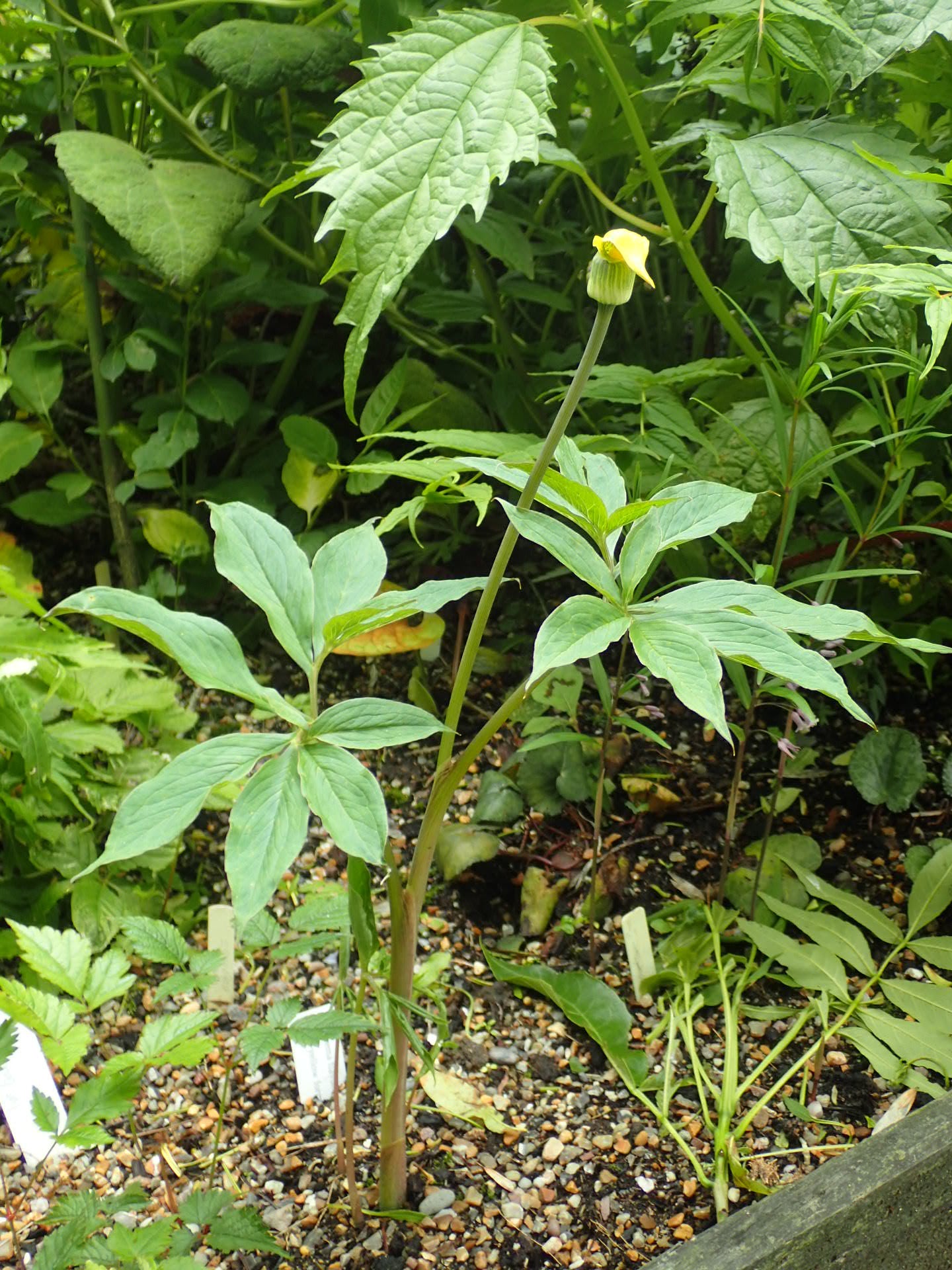 Yellow Cobra Lily Arisaema flavum 10 Seeds