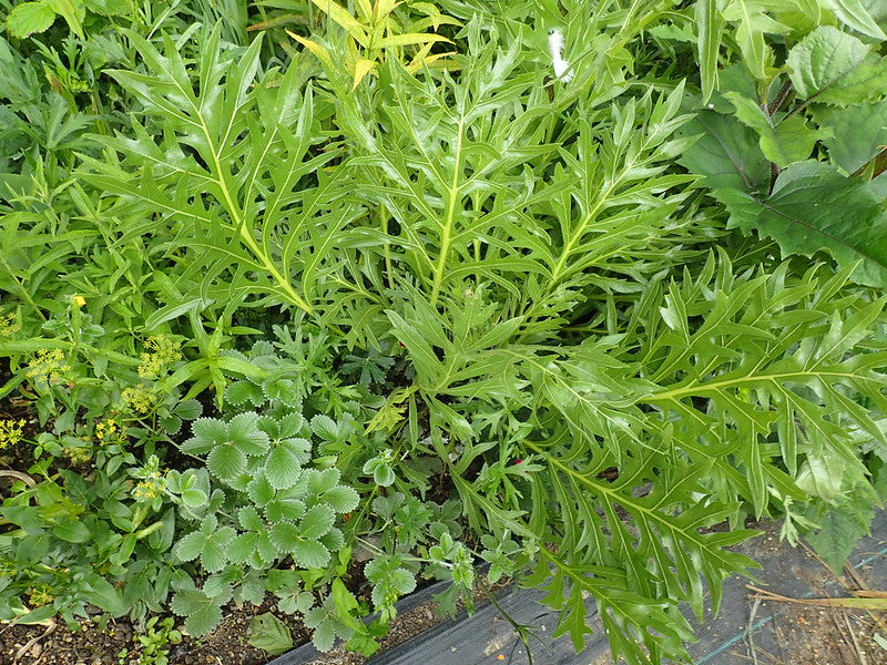 Compass Plant  50 Seeds  Silphium laciniatum