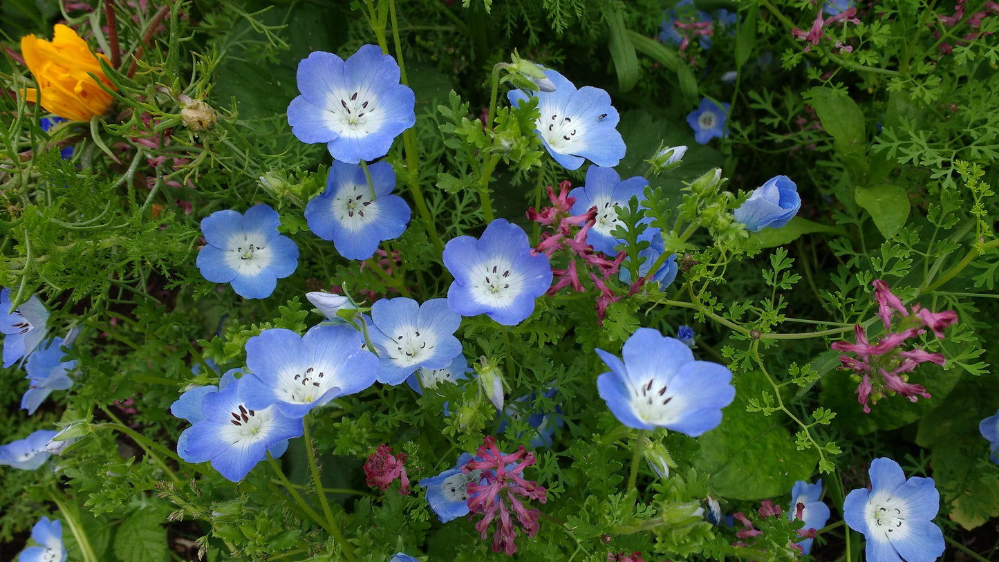 Baby Blue Eyes  100 Seeds  Nemophila menziesii