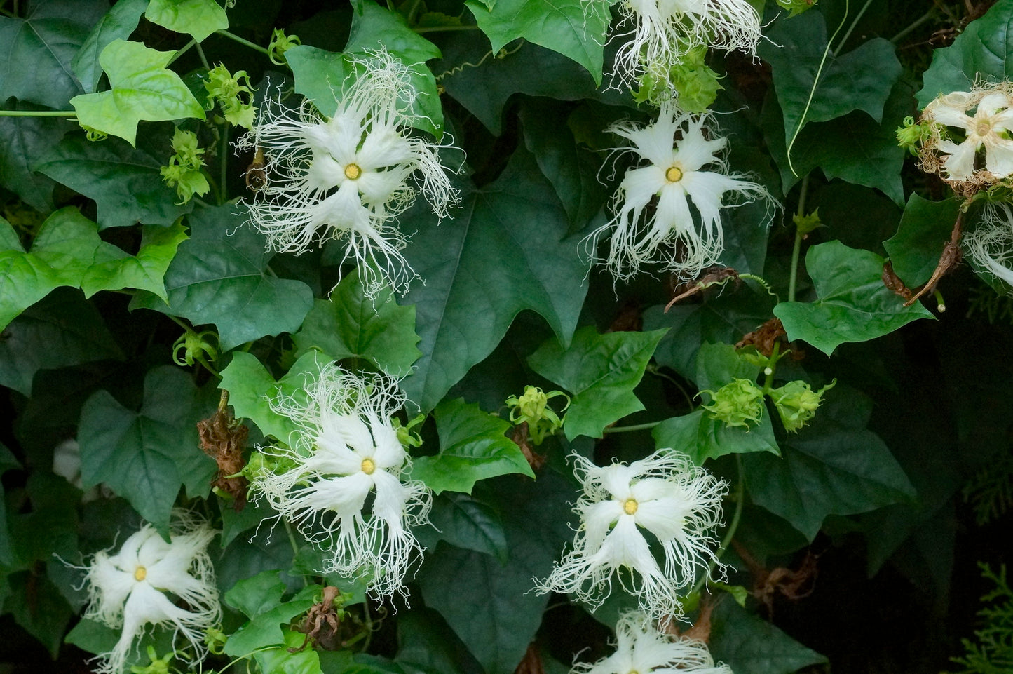 Chinese Cucumber   10 Seeds   Trichosanthes kirilowii