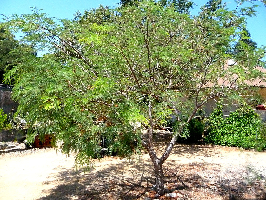 Fern of the Desert  20 Seeds  Lysiloma thornberi