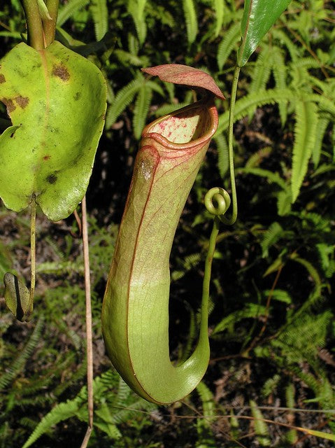 Tropical Pitcher Plant  5 Seeds  Nepenthes mirabilis  USA Company