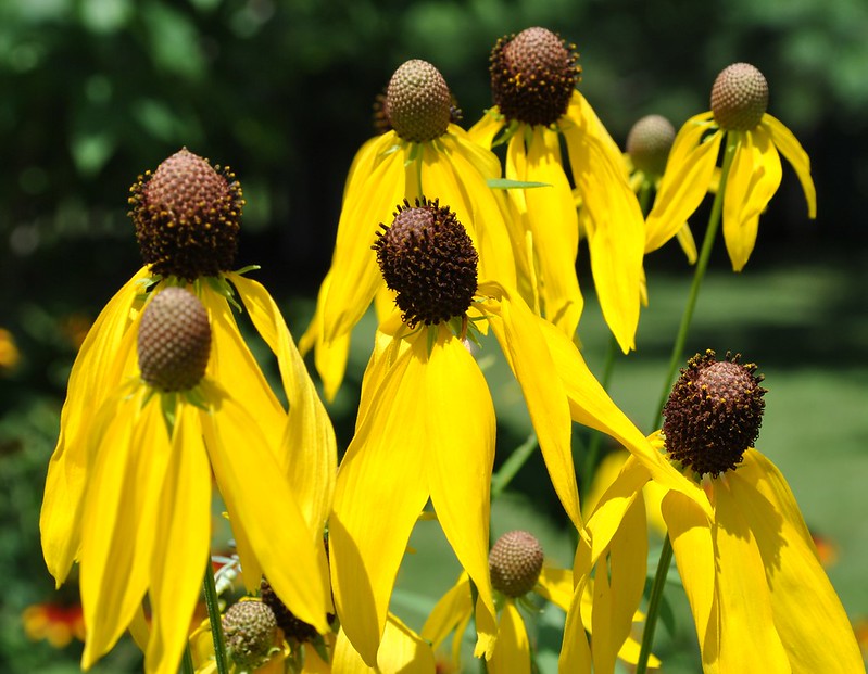 Yellow Coneflower  Ratibida pinnata  100 Seeds   USA Company