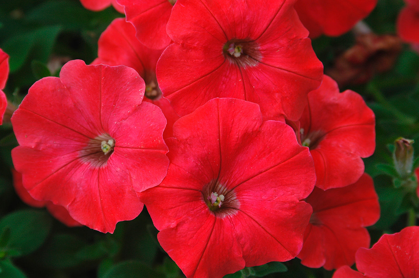 Red Petunia  100 Seeds  Petunia Grandiflora