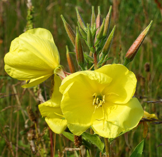 Evening Primrose   100 Seeds   Oenothera biennis