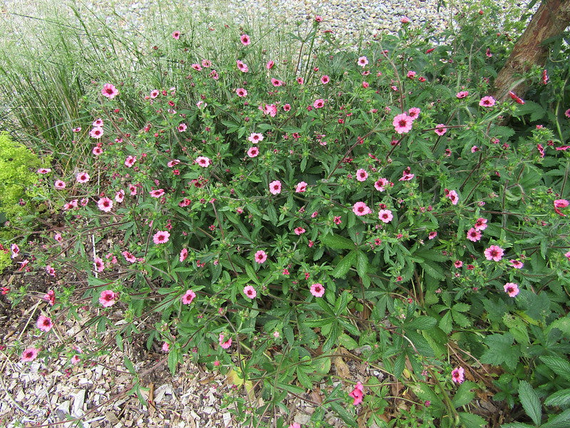 Nepal Cinquefoil  100 Seeds  Potentilla nepalensis