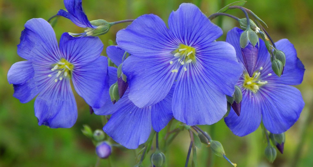 Flax  Linseed  Linum usitatissimum  100 Seeds  USA Company