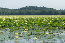 Load image into Gallery viewer, Yellow Lotus  Native Wildflower  5 Seeds  Nelumbo lutea