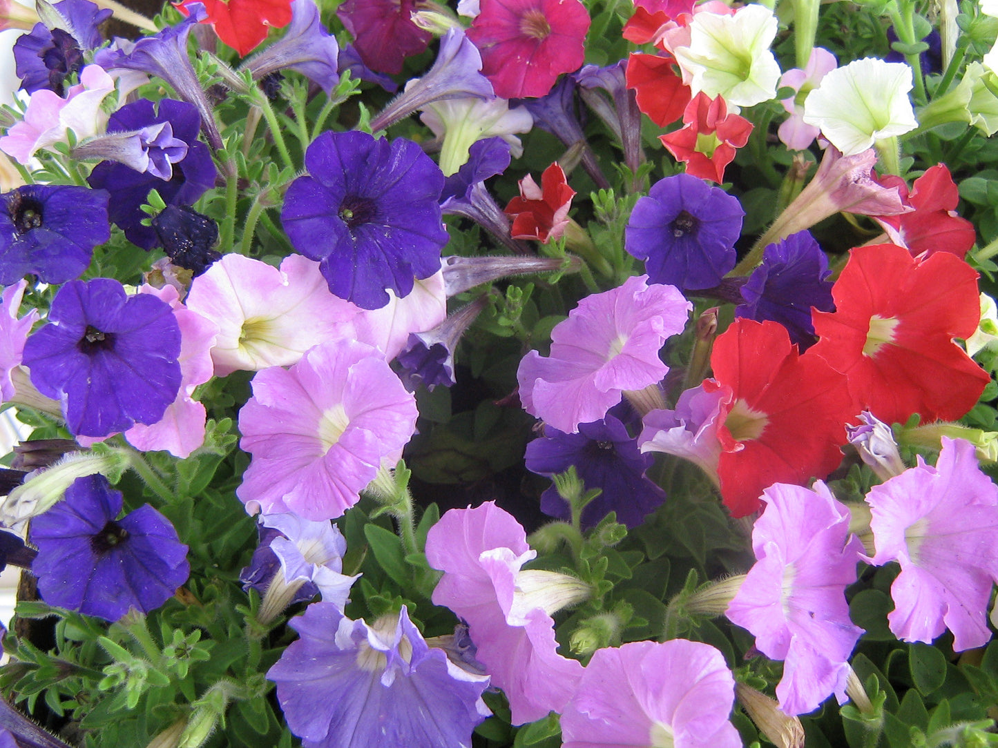 Petunia Mix  100 Seeds  Petunia hybrida