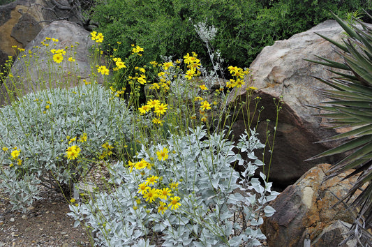 Brittlebush  850 Seeds  1/10 Oz  Encelia farinosa