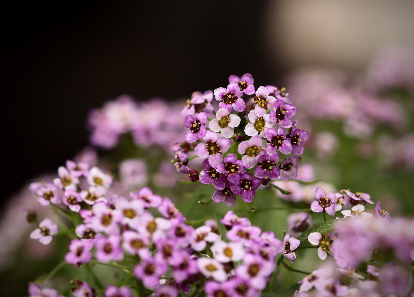 Pink Sweet Alyssum   100 Seeds   Lobularia maritima