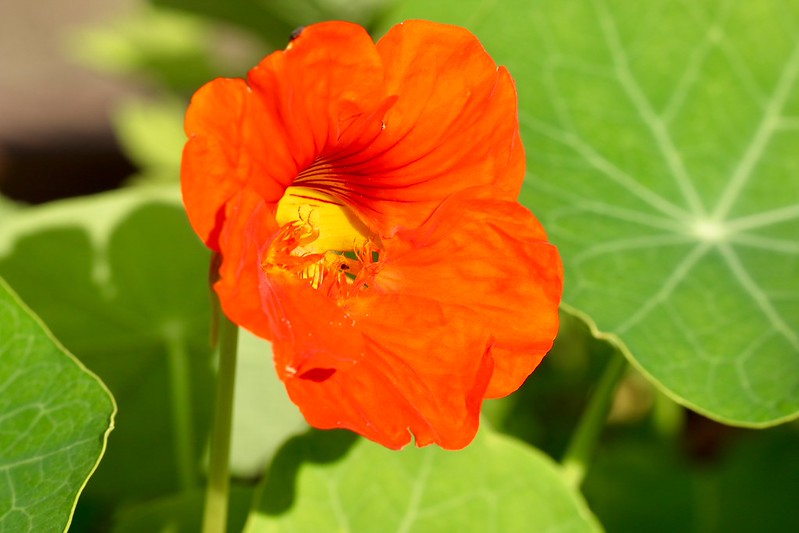 Orange Nasturtium  20 Seeds  Tropaeolum majus