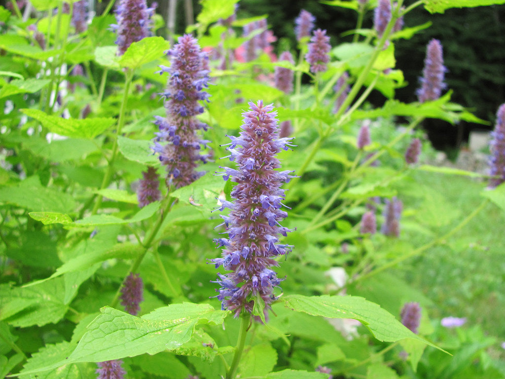 Anise Hyssop  100 Seeds  Agastache foeniculum