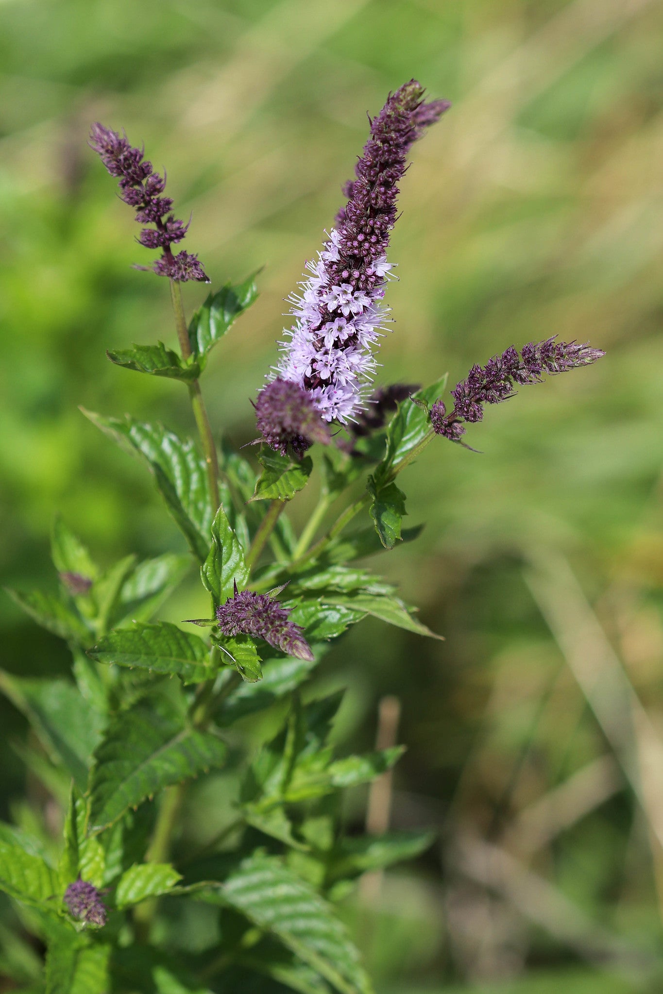 Spearmint  100 Seeds  Mentha spicata