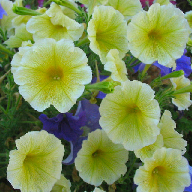 Yellow Petunia  100 Seeds  Petunia Grandiflora