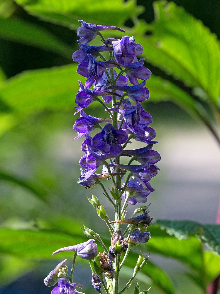 Tall Larkspur  25 Seeds  Delphinium exaltatum
