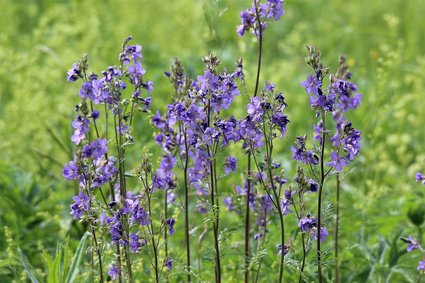 Jacob's Ladder   Polemonium caerulum   500 Seeds  USA Company