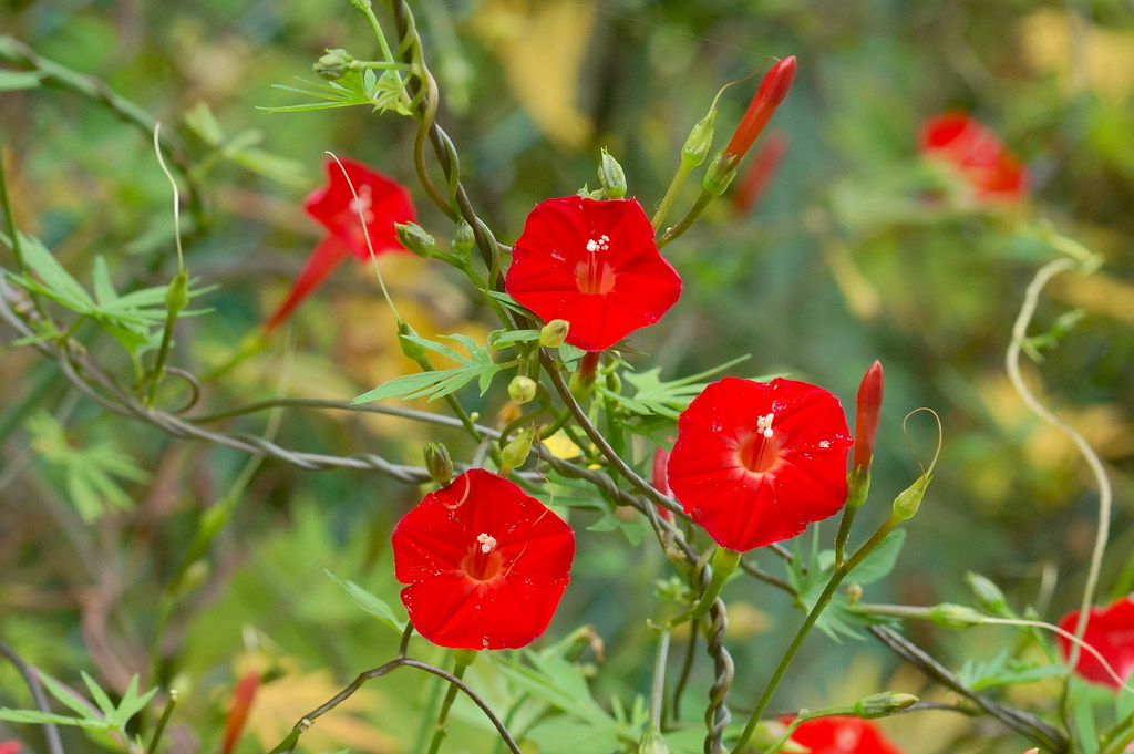 Cardinal Climber  Ipomoea x multifida  100 Seeds  USA Company