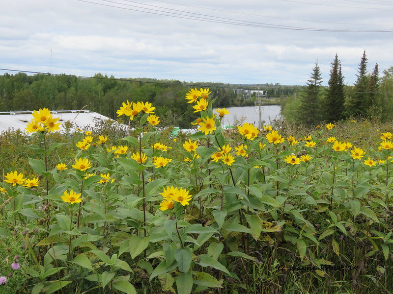 Jerusalem Artichoke   20 Seeds   Helianthus tuberosus