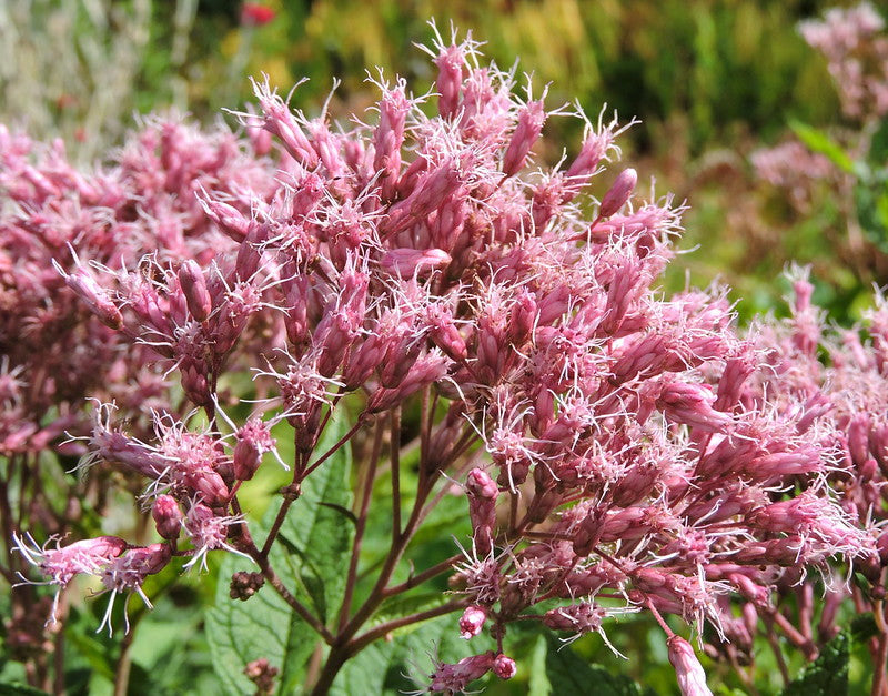 Queen of the Meadow   100 Seeds   Eupatorium fistulosum