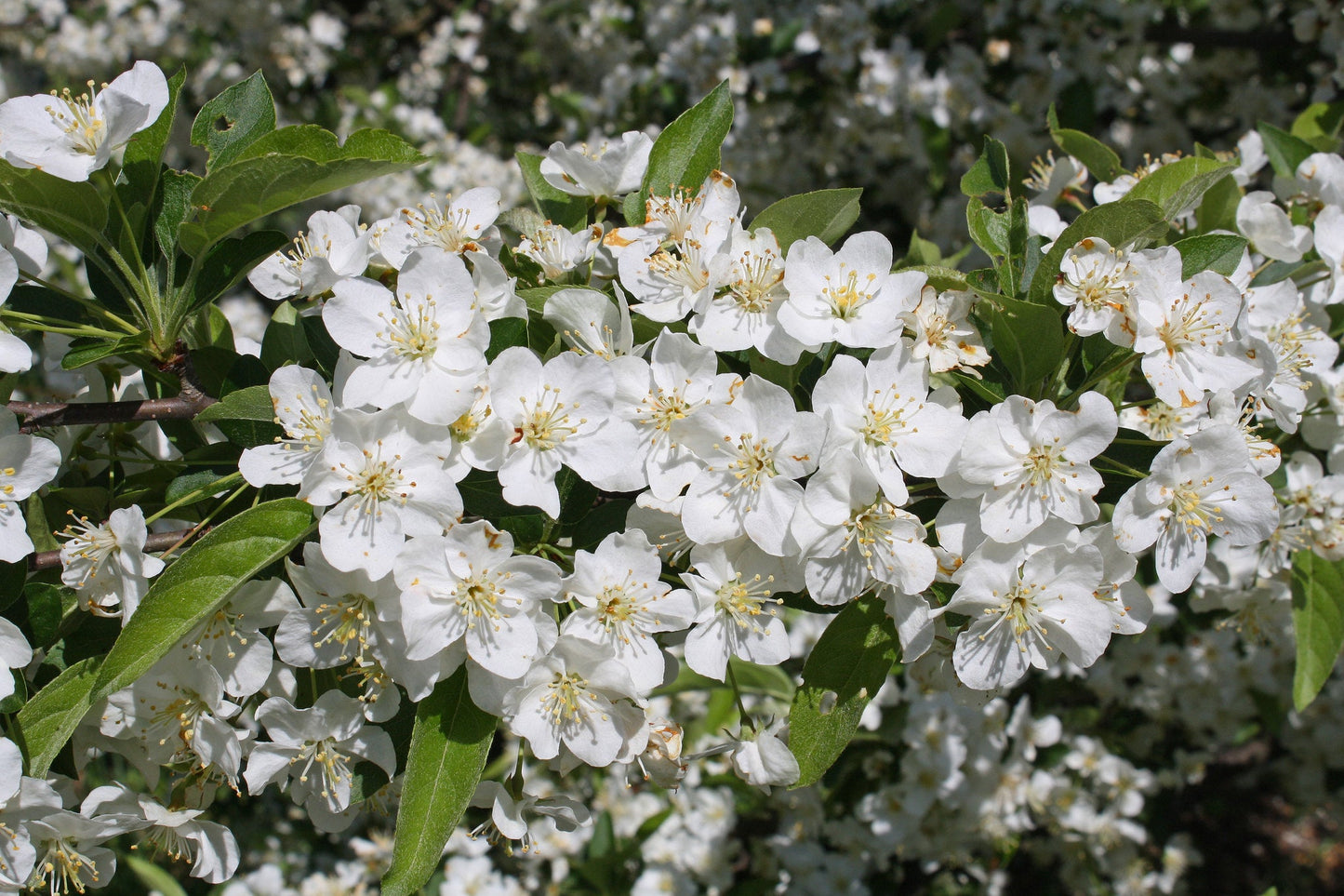 Sargent's Crabapple Malus sargentii 100 Seeds  USA Company